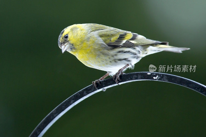 锦葵(Carduelis spinus)